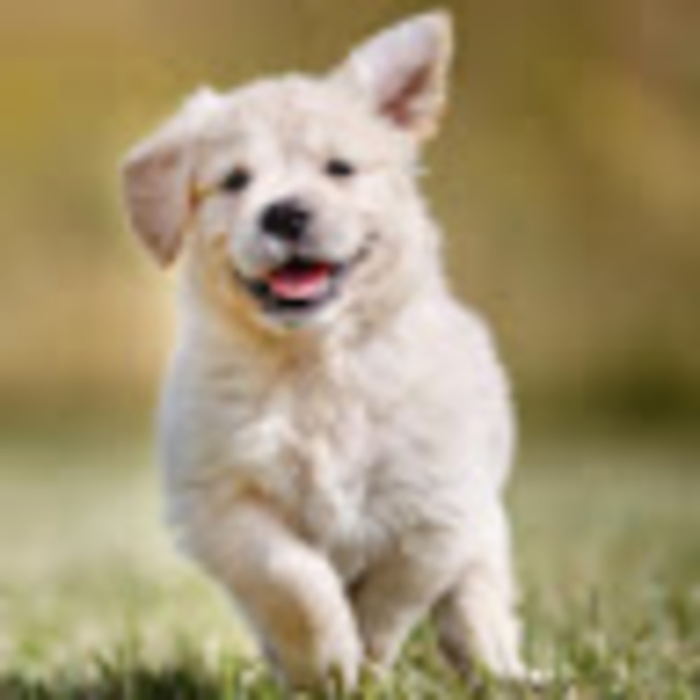 Meet your Posher, Elle